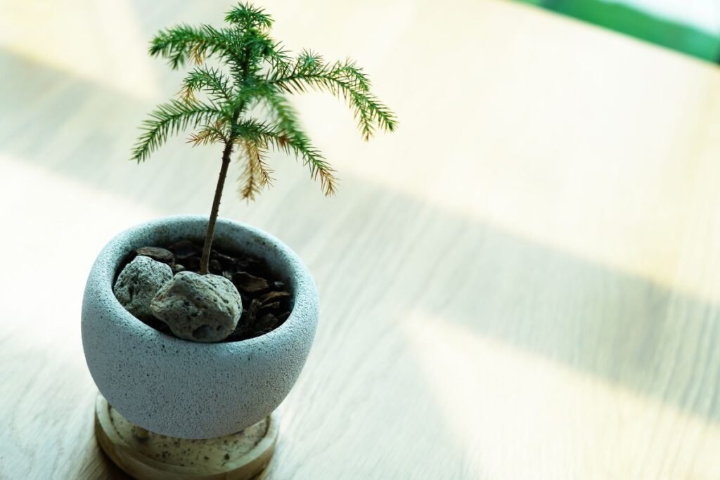 Auracaria